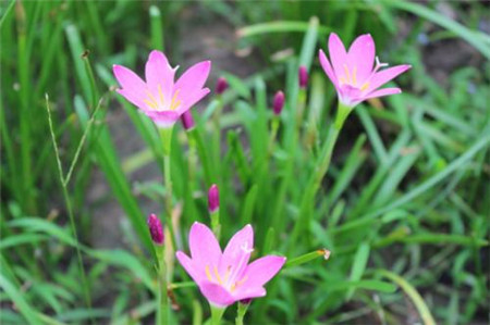 风雨兰花