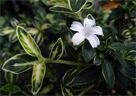 六月雪开花