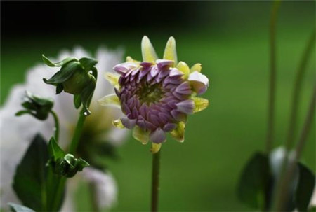 大丽花花苞