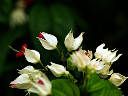 龙吐珠植株