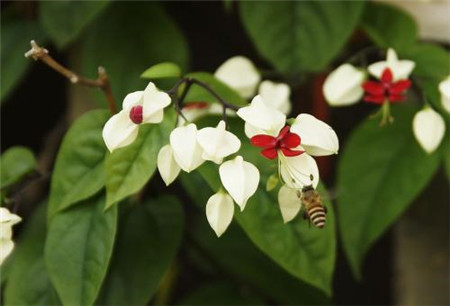 龙吐珠开花