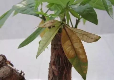 花花的发财树一般大半月才浇一次水，花友们要根据自己的养护状况，以花花为参考，确定自己的浇水频率，如果是南方花友，温度比较高的话，可以适当增加浇水频率。