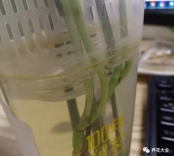 换水频率