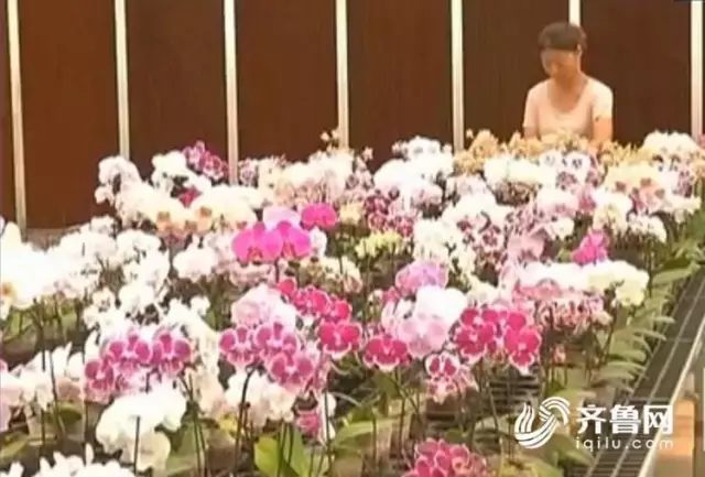 1棵价值2000万的花，被人偷走了！