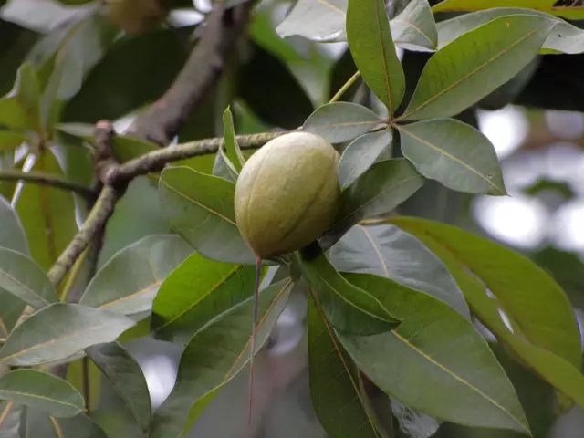 虎皮兰文竹这么养，不仅年年开花，还结满果子！