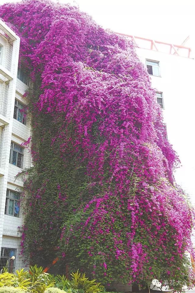 6种爬藤花，种上就能收获1面花墙！