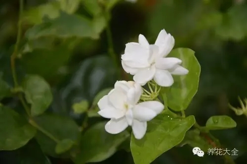 如何把你的花养成开花机器，花多到剪都剪不完！