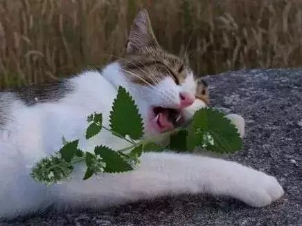 家里有猫的，千万别养这种花！不然你就摊上大事了！