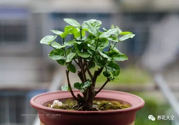 她家的花开了一茬又一茬，拦都拦不住！