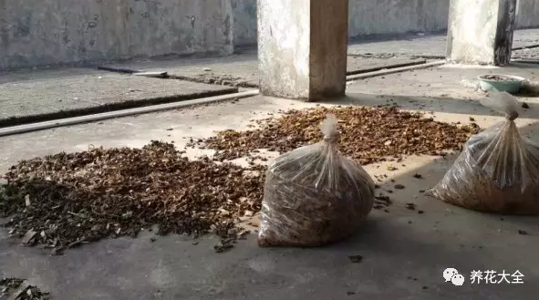 她家的花开了一茬又一茬，拦都拦不住！