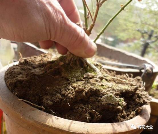 给花搞了点小动作，一晚上冒出7、8个芽，长势太猛了！