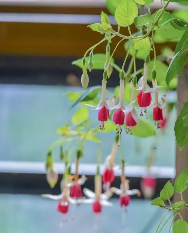 赚够100万，我就辞职回家，赏花喝茶过自己的小日子！