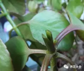 这3种花嫁接之后，开花比脸还大，枝条都压弯！