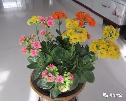 这3种花嫁接之后，开花比脸还大，枝条都压弯！