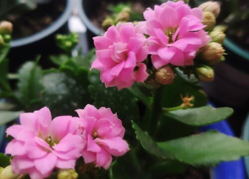 长寿花能淋雨吗 秋天露养长寿花怕淋雨吗