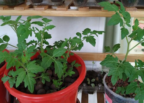 盆栽小番茄的种植方法与管理 阳台小番茄栽培时间及技术