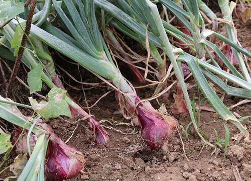 圆葱的种植方法和生长时间 圆葱生长过程与栽种技术