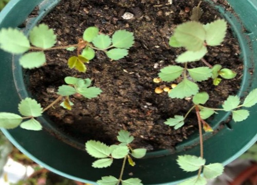 月季的种子能直接种吗 月季花朵里的种子种出来会开花吗