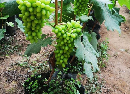 盆栽葡萄的种植方法和技术 家庭怎么栽培葡萄盆栽